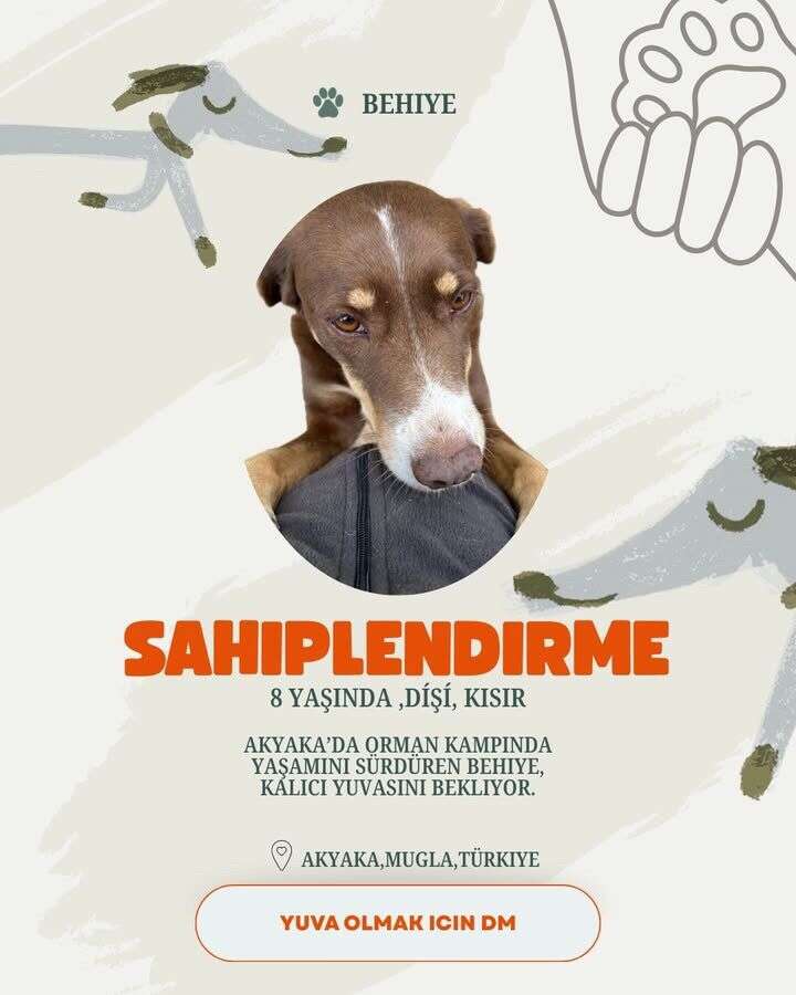 Akyaka’da 20 Köpek Yuva Bekliyor: Hayvanseverlerden Sahiplenme Çağrısı 15